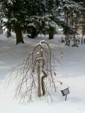 Buk lesn - pevisl, Fagus sylvatica Pendula, 2005 