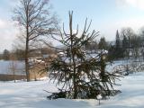 Had smrk - Picea abies, zima 2004