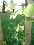 Jinan dvoulalon - pestrolist, Ginkgo biloba Autumn gold, mlad stromek 2005