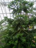 Royal Botanic Gardens, Londn - Kew, 2005