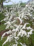 Tavolnk van Houttv - Spirea van houttii, 2006