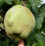 Kdoulo obecn - Cydonia oblonga - malvice - kdoule