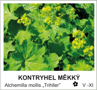 kontryhel_mekky_-_Alchemilla_mollis___Trihller__.jpg