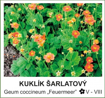 kuklik_sarlatovy_-_Geum_coccineum___Feuermeer__.jpg