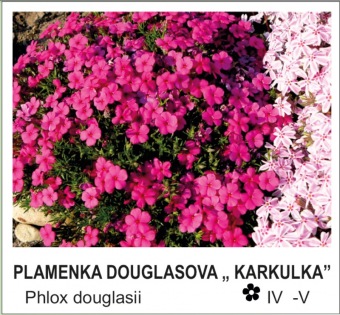 plamenka_douglasova___Karkulka___-_Phlox_douglasii.jpg
